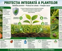 ANSA atenționează: ploile îndelungate favorizează dezvoltarea bolilor și dăunătorilor la plante