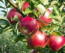 Mai multe oportunități de investiții și modernizare a agriculturii, prin proiectul „Livada Moldovei II”