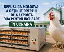 Republica Moldova a obținut dreptul de a exporta ouă pentru incubare în Ucraina