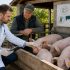 ANSA a aprobat un nou concept de gestionare a pestei porcine africane