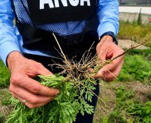 ANSA a intensificat controalele pentru identificarea și combaterea focarelor de ambrozie