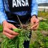 ANSA a intensificat controalele pentru identificarea și combaterea focarelor de ambrozie