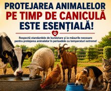 Protejarea animalelor pe timp de caniculă: recomandările ANSA pentru deținătorii de animale