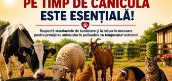 Protejarea animalelor pe timp de caniculă: recomandările ANSA pentru deținătorii de animale