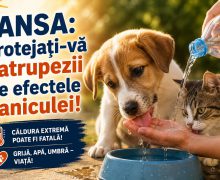 Zile caniculare: Protejați-vă animalele de companie