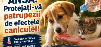 Zile caniculare: Protejați-vă animalele de companie