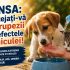Zile caniculare: Protejați-vă animalele de companie