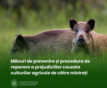Măsuri de prevenire și procedura de reparare a prejudiciilor cauzate culturilor agricole de către mistreți