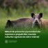 Măsuri de prevenire și procedura de reparare a prejudiciilor cauzate culturilor agricole de către mistreți