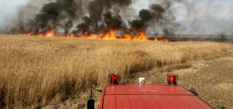 25 de hectare de grâu au fost salvate de pompieri în raionul Telenești