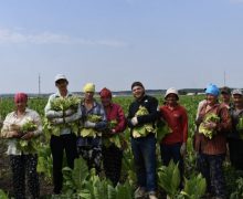 Compania „Agos Green” din satul Corjova continuă să cultive tutun, păstrând vie o tradiție agricolă cu o istorie de peste un secol în R. Moldova