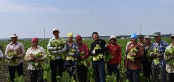 Compania „Agos Green” din satul Corjova continuă să cultive tutun, păstrând vie o tradiție agricolă cu o istorie de peste un secol în R. Moldova