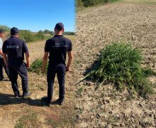 Polițiștii de frontieră au nimicit peste 230 plante de cânepă într-o localitate din Hîncești