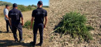 Polițiștii de frontieră au nimicit peste 230 plante de cânepă într-o localitate din Hîncești