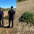 Polițiștii de frontieră au nimicit peste 230 plante de cânepă într-o localitate din Hîncești