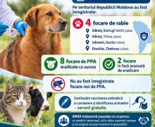 4 focare de rabie înregistrate în Republica Moldova