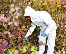 ANSA a demarat vaccinarea antirabică de toamnă a vulpilor din fauna sălbatică